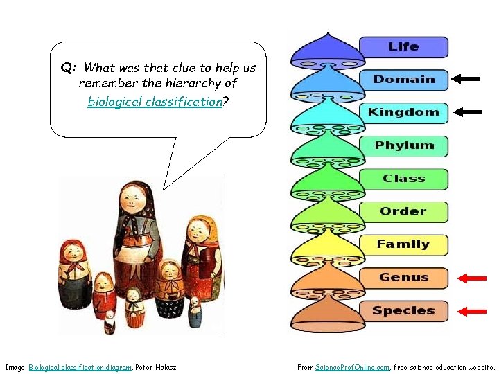 Q: What was that clue to help us remember the hierarchy of biological classification?