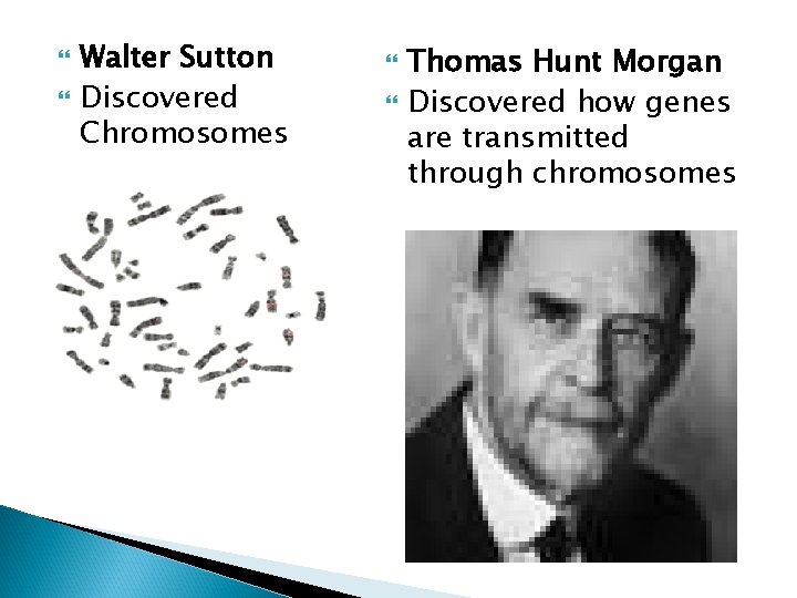  Walter Sutton Discovered Chromosomes Thomas Hunt Morgan Discovered how genes are transmitted through