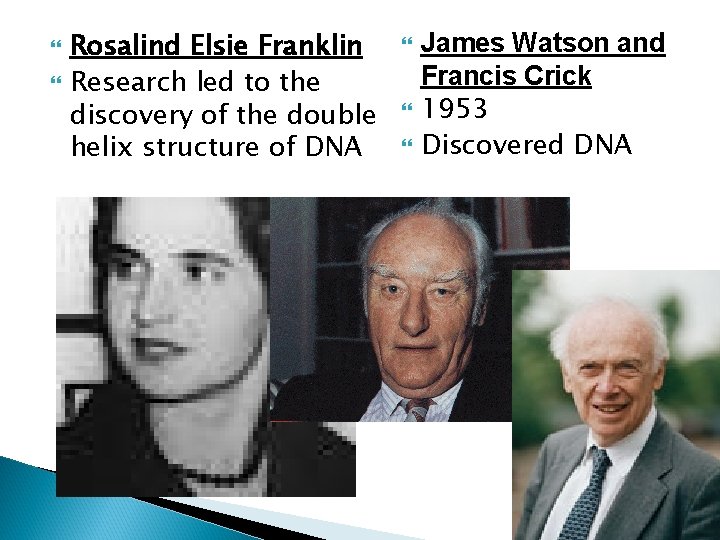  Rosalind Elsie Franklin Research led to the discovery of the double helix structure