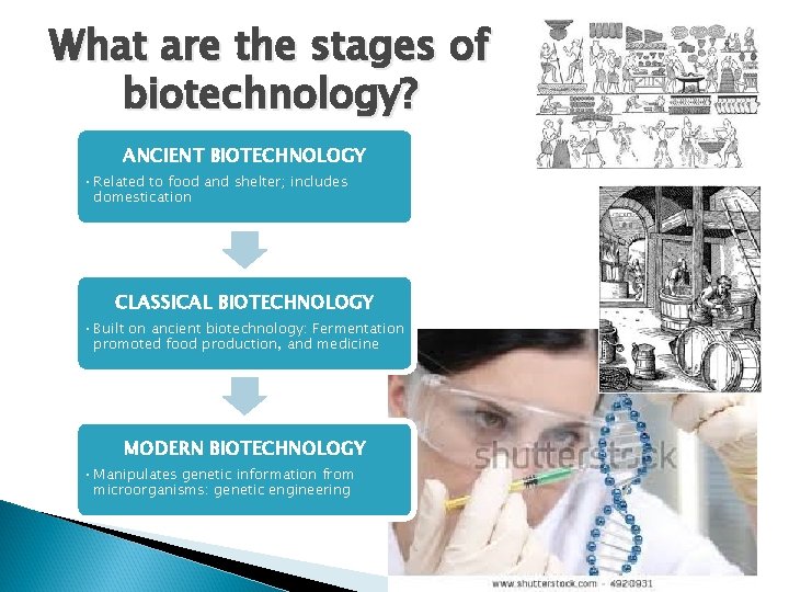 What are the stages of biotechnology? ANCIENT BIOTECHNOLOGY • Related to food and shelter;