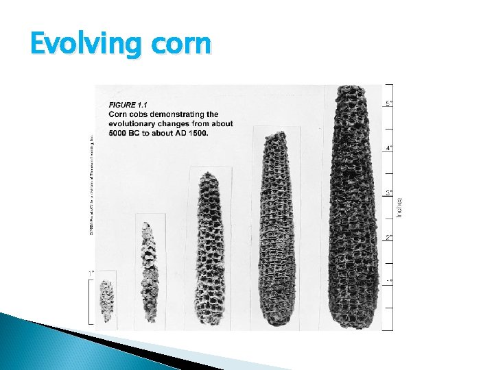 Evolving corn 