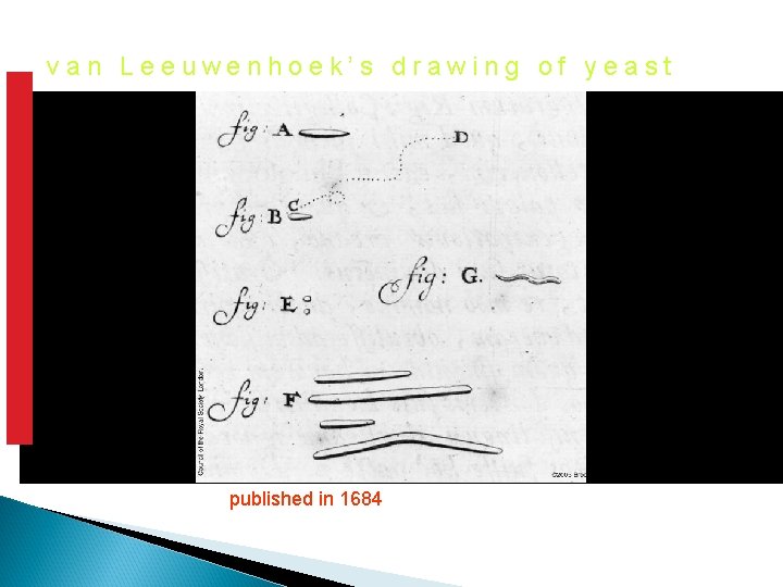 van Leeuwenhoek’s drawing of yeast published in 1684 