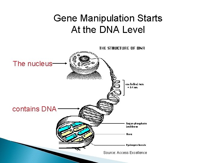 Gene Manipulation Starts At the DNA Level The nucleus contains DNA Source: Access Excellence