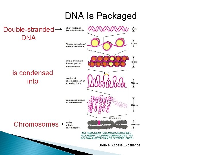 DNA Is Packaged Double-stranded DNA is condensed into Chromosomes Source: Access Excellence 