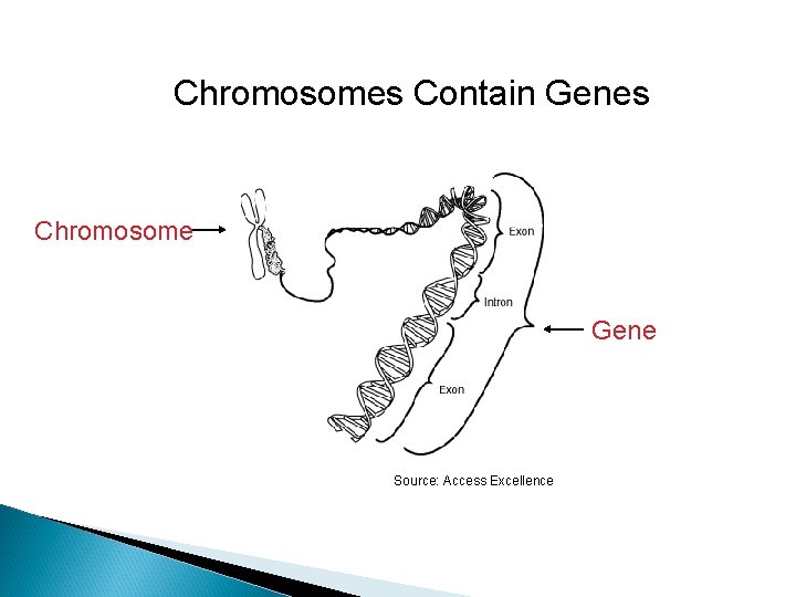 Chromosomes Contain Genes Chromosome Gene Source: Access Excellence 