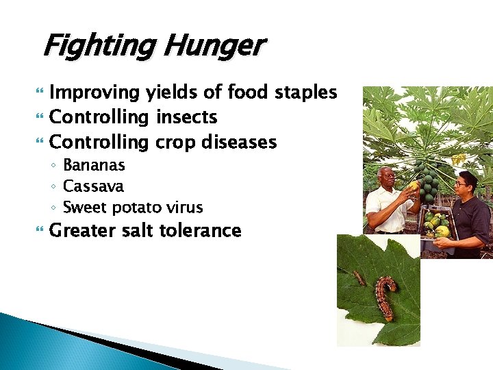Fighting Hunger Improving yields of food staples Controlling insects Controlling crop diseases ◦ Bananas