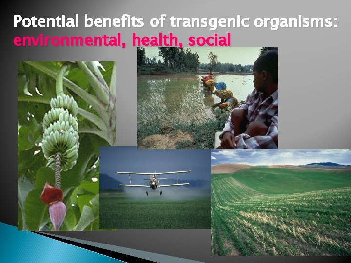 Potential benefits of transgenic organisms: environmental, health, social 