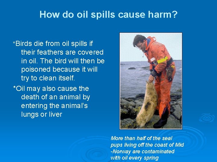 How do oil spills cause harm? *Birds die from oil spills if their feathers