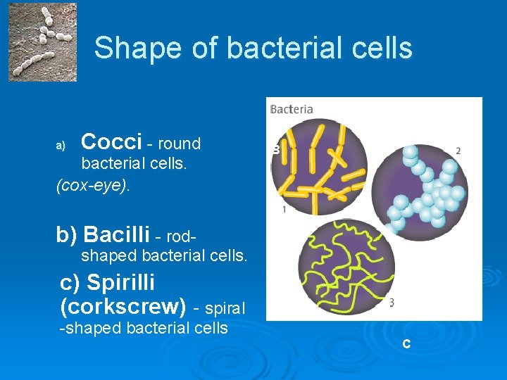 Shape of bacterial cells a) Cocci - round bacterial cells. (cox-eye). A B b)