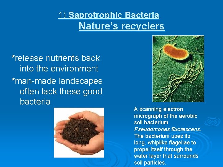 1) Saprotrophic Bacteria Nature’s recyclers *release nutrients back into the environment *man-made landscapes often