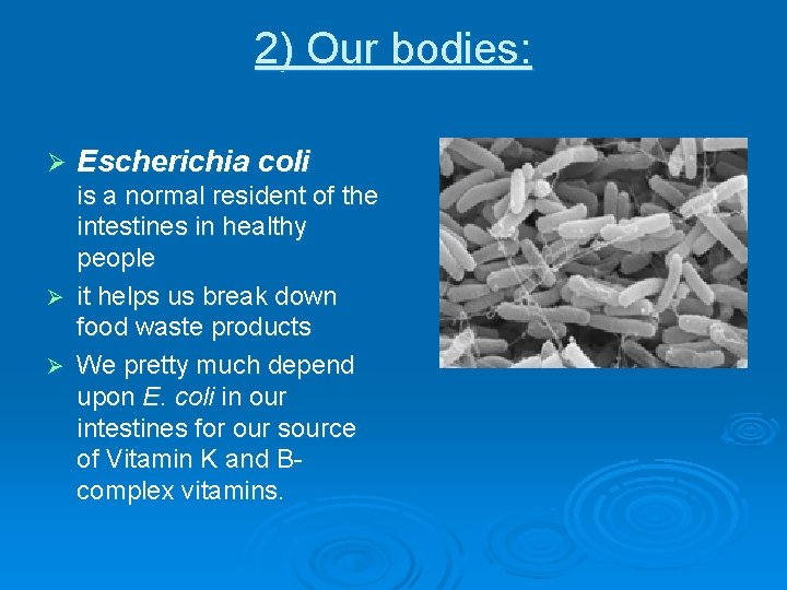 2) Our bodies: Ø Escherichia coli is a normal resident of the intestines in
