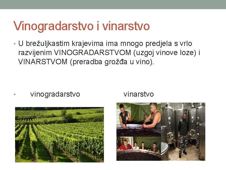 Vinogradarstvo i vinarstvo • U brežuljkastim krajevima mnogo predjela s vrlo razvijenim VINOGRADARSTVOM (uzgoj
