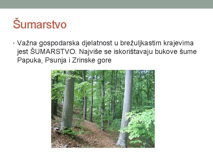 Šumarstvo • Važna gospodarska djelatnost u brežuljkastim krajevima jest ŠUMARSTVO. Najviše se iskorištavaju bukove