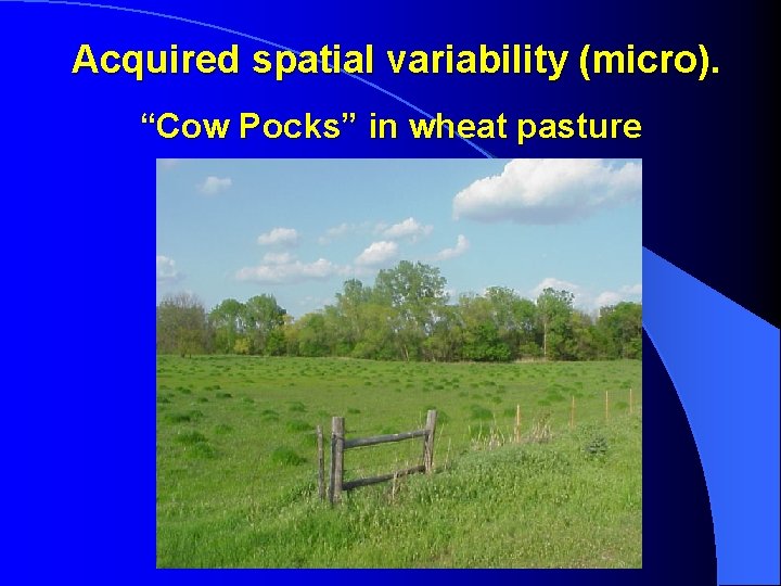 Acquired spatial variability (micro). “Cow Pocks” in wheat pasture 