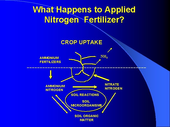 What Happens to Applied Nitrogen Fertilizer? CROP UPTAKE NH 3 AMMONIUM FERTILIZERS NITRATE NITROGEN