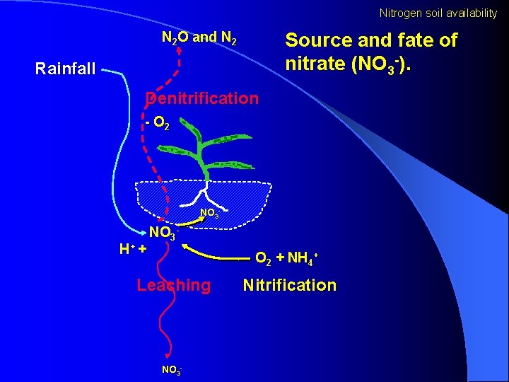 Nitrogen soil availability Source and fate of nitrate (NO 3 -). N 2 O