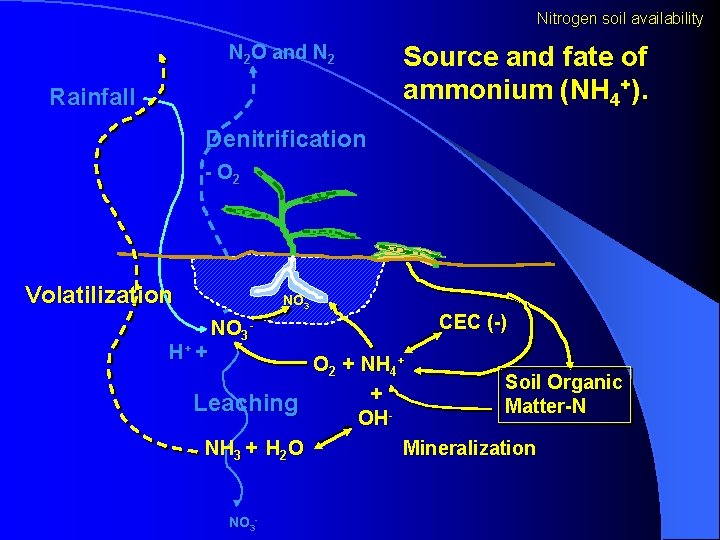 Nitrogen soil availability N 2 O and N 2 Rainfall Source and fate of