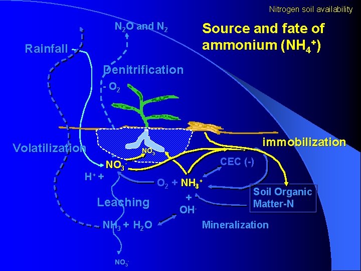 Nitrogen soil availability N 2 O and N 2 Rainfall Source and fate of