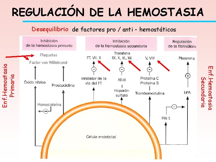 REGULACIÓN DE LA HEMOSTASIA Desequilibrio Equilibrio de factores pro / anti - hemostáticos Factor
