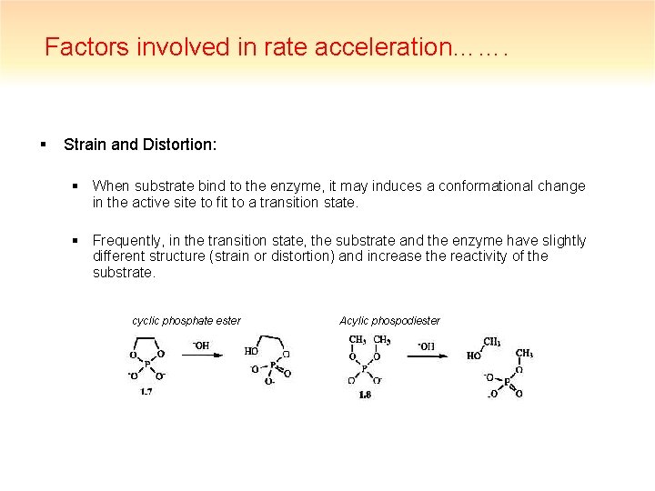 Factors involved in rate acceleration……. § Strain and Distortion: § When substrate bind to