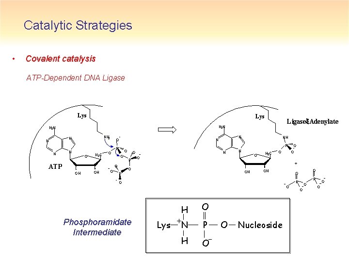 Catalytic Strategies • Covalent catalysis ATP-Dependent DNA Ligase Lys NH 2 N N N
