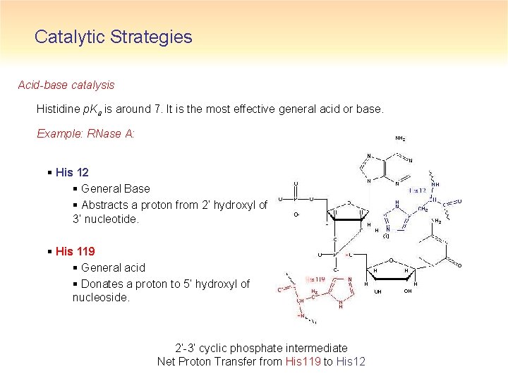 Catalytic Strategies Acid-base catalysis Histidine p. Ka is around 7. It is the most