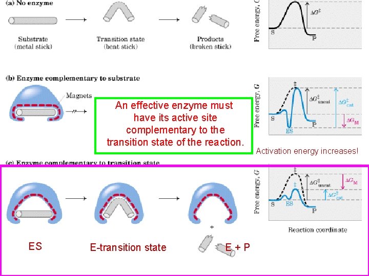 An effective enzyme must have its active site complementary to the transition state of