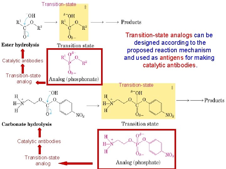 Transition-state Catalytic antibodies Transition-state analogs can be designed according to the proposed reaction mechanism