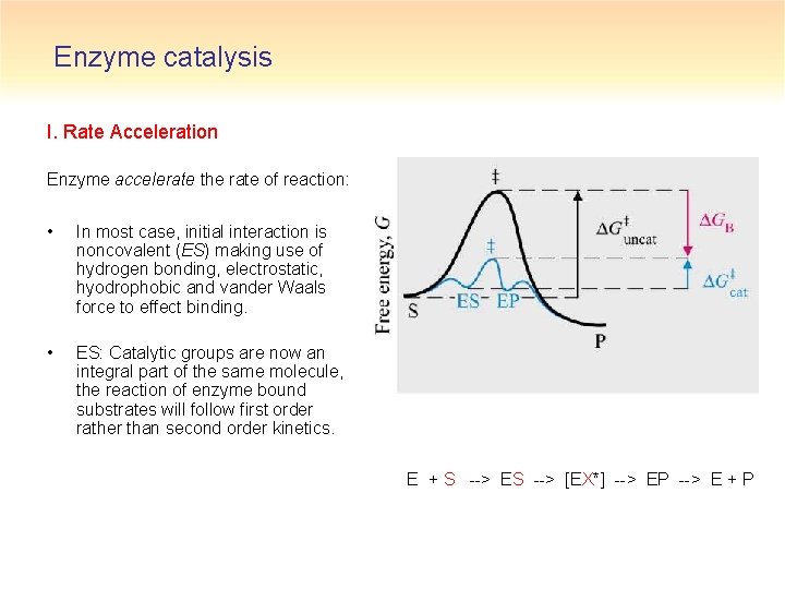 Enzyme catalysis I. Rate Acceleration Enzyme accelerate the rate of reaction: • In most