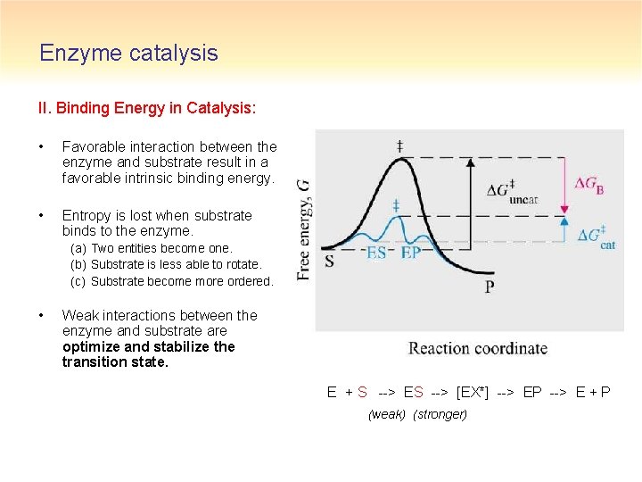 Enzyme catalysis II. Binding Energy in Catalysis: • Favorable interaction between the enzyme and