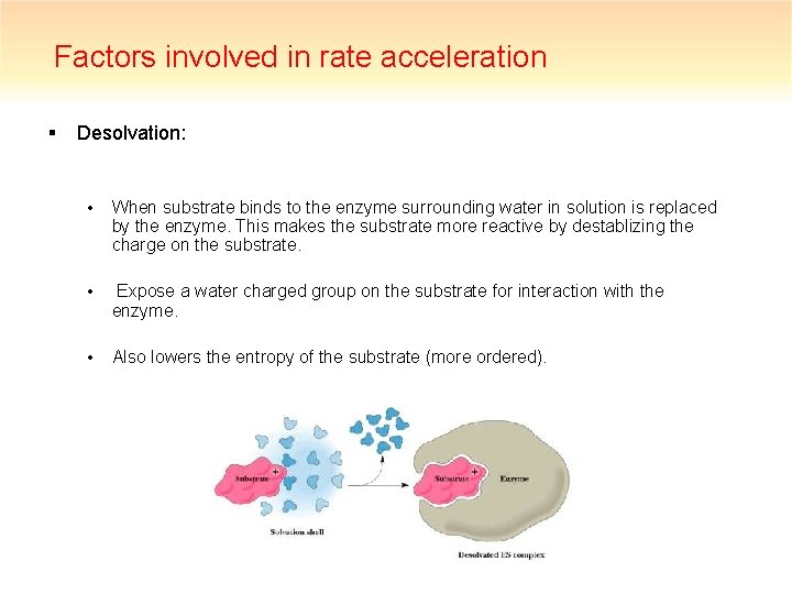 Factors involved in rate acceleration § Desolvation: • When substrate binds to the enzyme