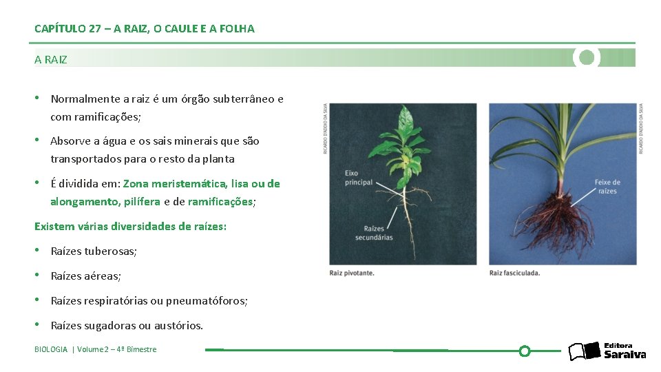 CAPÍTULO 27 – A RAIZ, O CAULE E A FOLHA A RAIZ • Normalmente