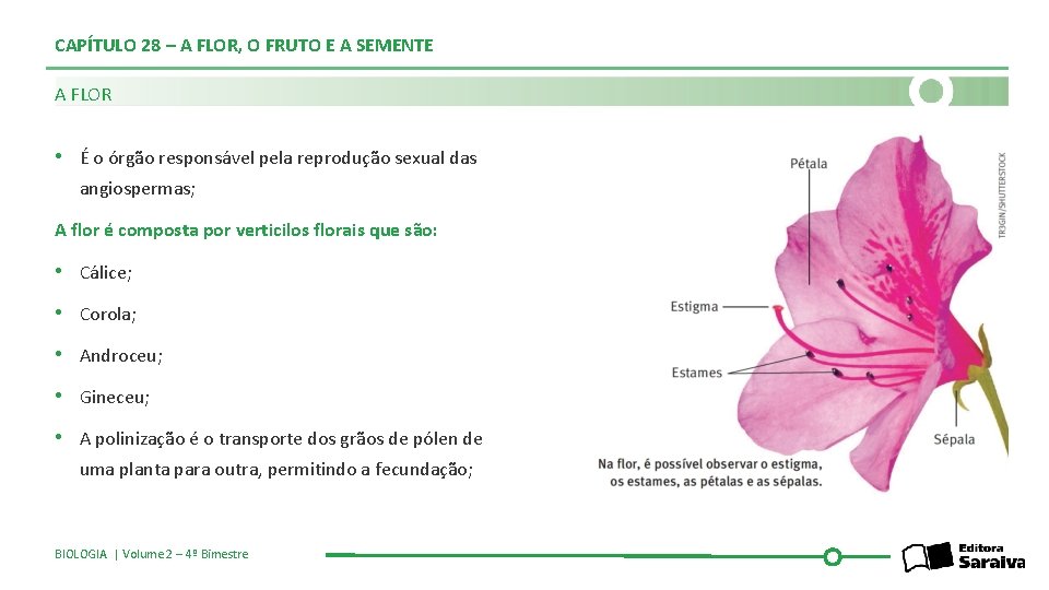 CAPÍTULO 28 – A FLOR, O FRUTO E A SEMENTE A FLOR • É