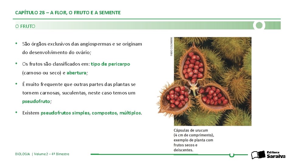 CAPÍTULO 28 – A FLOR, O FRUTO E A SEMENTE O FRUTO • São