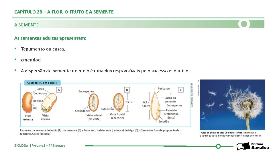 CAPÍTULO 28 – A FLOR, O FRUTO E A SEMENTE As sementes adultas apresentam: