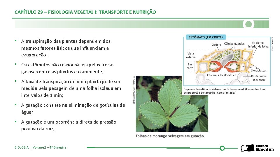 CAPÍTULO 29 – FISIOLOGIA VEGETAL I: TRANSPORTE E NUTRIÇÃO • A transpiração das plantas