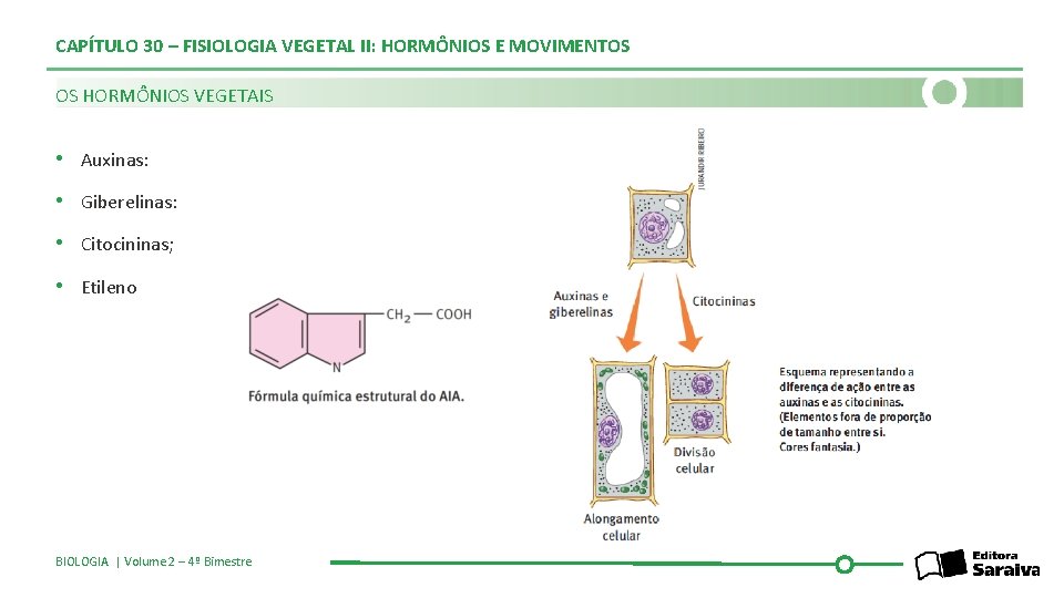 CAPÍTULO 30 – FISIOLOGIA VEGETAL II: HORMÔNIOS E MOVIMENTOS OS HORMÔNIOS VEGETAIS • Auxinas: