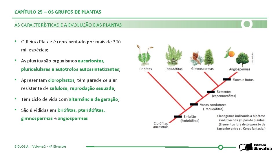 CAPÍTULO 25 – OS GRUPOS DE PLANTAS AS CARACTERÍSTICAS E A EVOLUÇÃO DAS PLANTAS