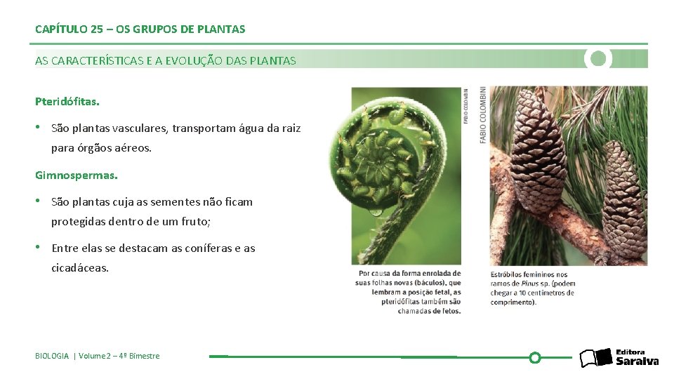 CAPÍTULO 25 – OS GRUPOS DE PLANTAS AS CARACTERÍSTICAS E A EVOLUÇÃO DAS PLANTAS