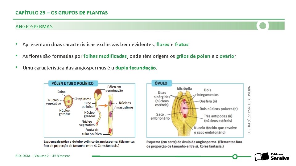 CAPÍTULO 25 – OS GRUPOS DE PLANTAS ANGIOSPERMAS • Apresentam duas características exclusivas bem