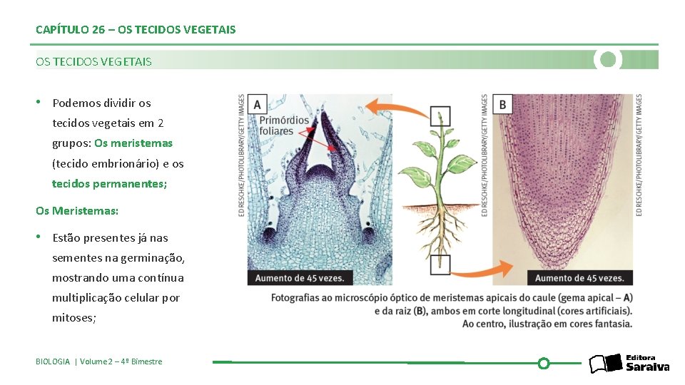 CAPÍTULO 26 – OS TECIDOS VEGETAIS • Podemos dividir os tecidos vegetais em 2