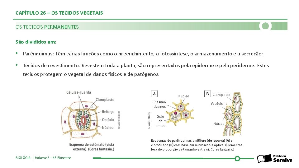 CAPÍTULO 26 – OS TECIDOS VEGETAIS OS TECIDOS PERMANENTES São divididos em: • Parênquimas: