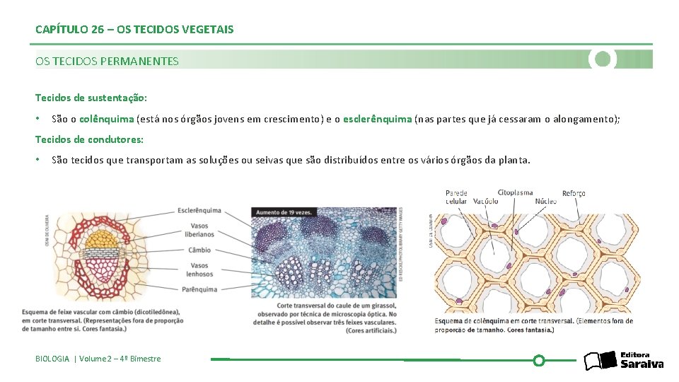 CAPÍTULO 26 – OS TECIDOS VEGETAIS OS TECIDOS PERMANENTES Tecidos de sustentação: • São