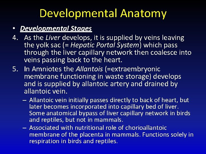 Developmental Anatomy • Developmental Stages 4. As the Liver develops, it is supplied by