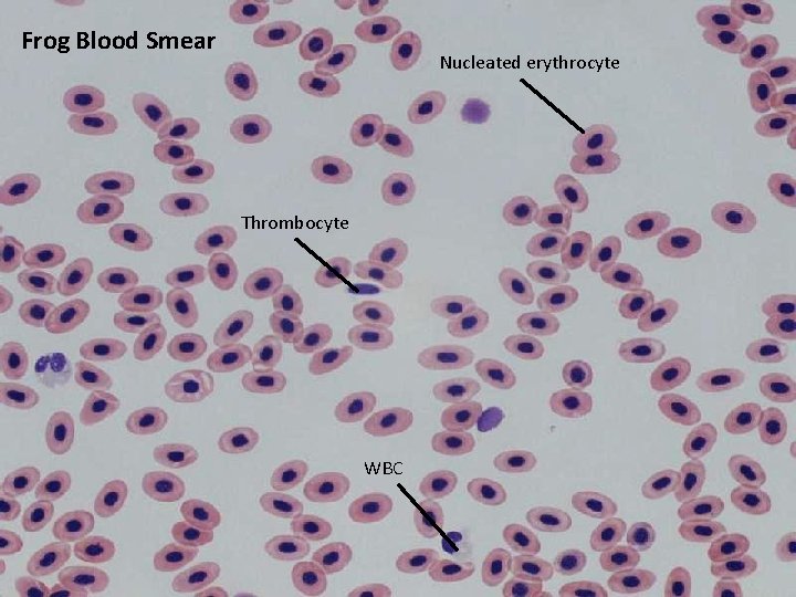 Frog Blood Smear Nucleated erythrocyte Thrombocyte WBC 