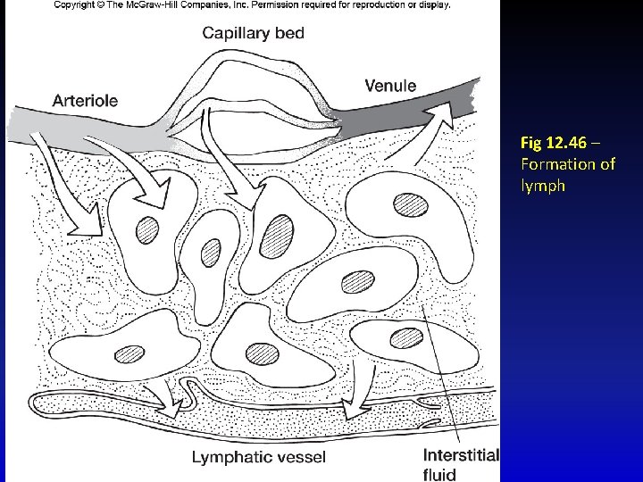 Fig 12. 46 – Formation of lymph 