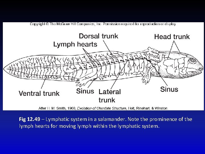Fig 12. 49 – Lymphatic system in a salamander. Note the prominence of the