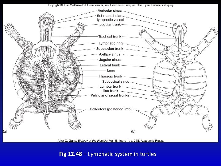 Fig 12. 48 – Lymphatic system in turtles 