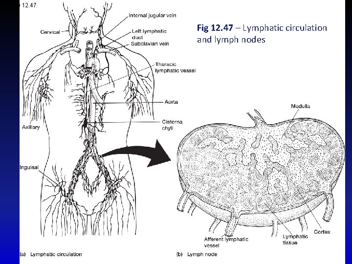 Figure 12. 47 Fig 12. 47 – Lymphatic circulation and lymph nodes 