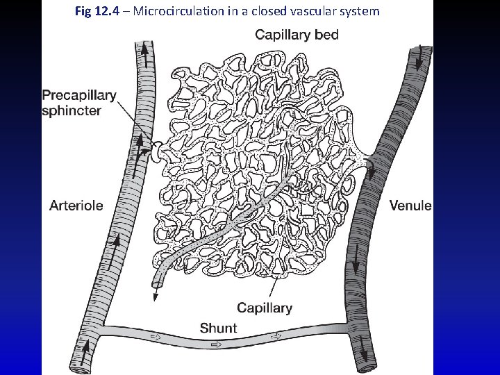 Fig 12. 4 – Microcirculation in a closed vascular system 
